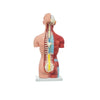 Modelo Anatomico Torso Unisex de 42 cm con 18 piezas