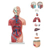 Modelo Anatomico Torso Masculino de 42 cm con 13 piezas