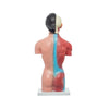 Modelo Anatomico Torso Femenino de 42 cm con 15 piezas