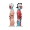 Modelo Anatomico Torso Femenino de 42 cm con 15 piezas