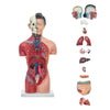 Modelo Anatomico Torso Femenino de 42 cm con 15 piezas