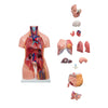 Modelo Anatomico Torso Bisexual de 85 cm con 14 piezas