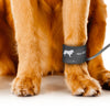 Monitor de Signos Vitales Veterinario